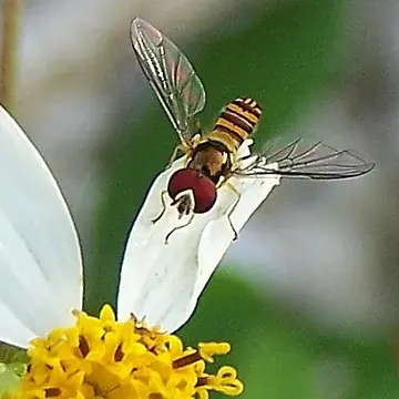 Allograpta obliqua dejongi Doesburg, 1958:44