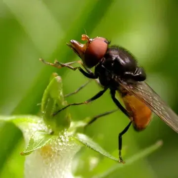 Rhingia borealis Ringdahl, 1928:18