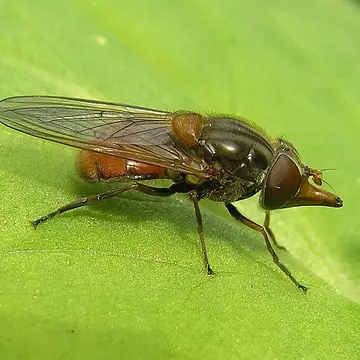 Rhingia campestris Meigen, 1822:259