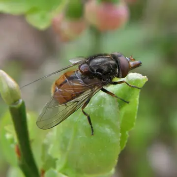 Rhingia campestris Meigen, 1822:259