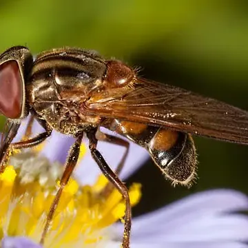 Rhingia nasica Say, 1823:94
