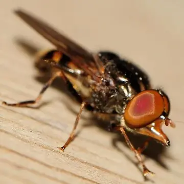 Rhingia nasica Say, 1823:94