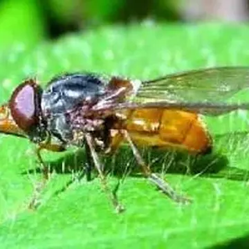 Rhingia rostrata (Linnaeus, 1758):604