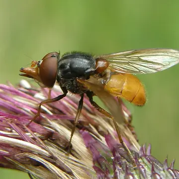 Rhingia rostrata (Linnaeus, 1758):604