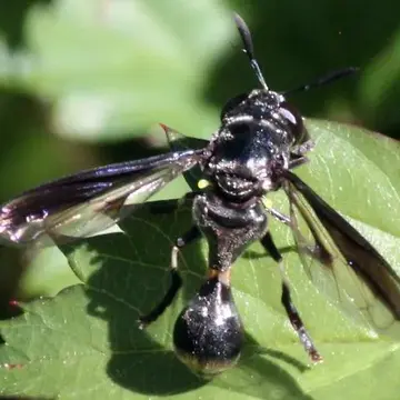 Rhopalosyrphus guentherii (Lynch Arribálzaga, 1891):197