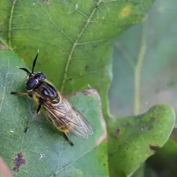 Callicera fagesii Guérin-Méneville, 1844:546