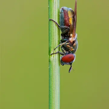 Riponnensia longicornis (Loew, 1843):240
