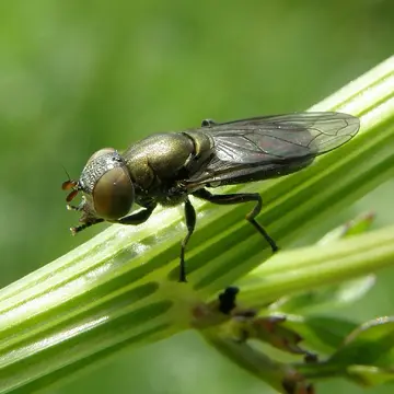 Riponnensia splendens (Meigen, 1822):266