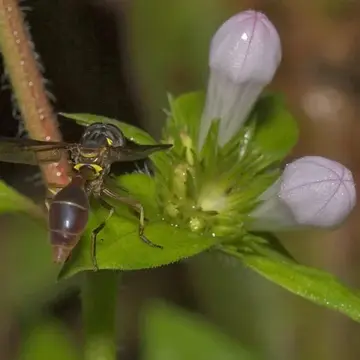 Salpingogaster punctifrons Curran, 1929:493