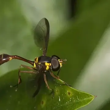 Salpingogaster punctifrons Curran, 1929:493