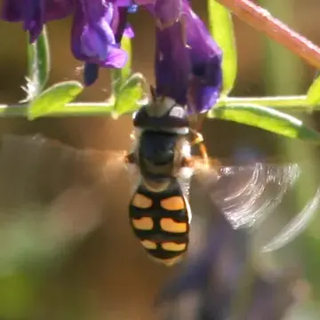 Scaeva albomaculata (Macquart, 1842):146