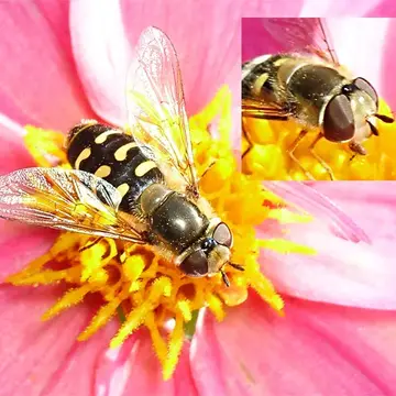 Scaeva dignota (Rondani, 1857):141
