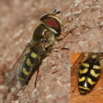 Scaeva dignota (Rondani, 1857):141