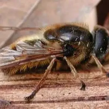 Callicera fagesii Guérin-Méneville, 1844:546