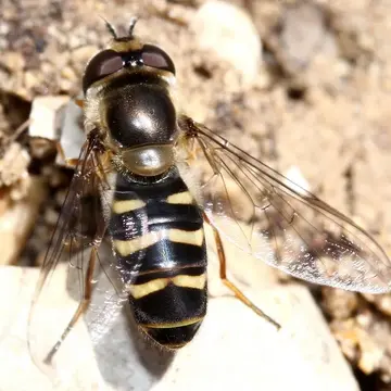 Scaeva mecogramma (Bigot, 1860):778
