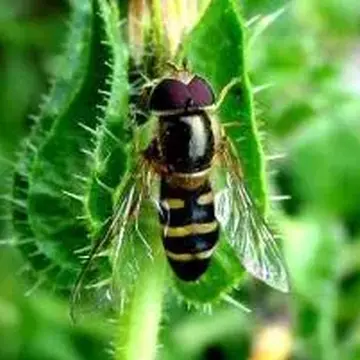 Scaeva mecogramma (Bigot, 1860):778