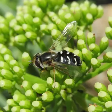 Scaeva pyrastri (Linnaeus, 1758):594