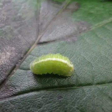 Scaeva pyrastri (Linnaeus, 1758):594