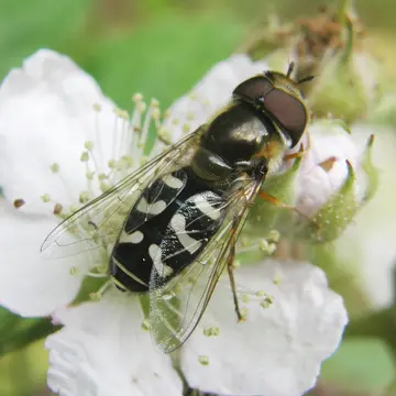 Scaeva pyrastri (Linnaeus, 1758):594