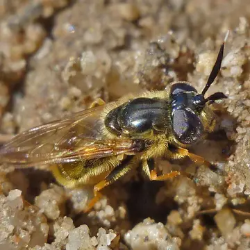 Callicera macquartii Rondani, 1844:66