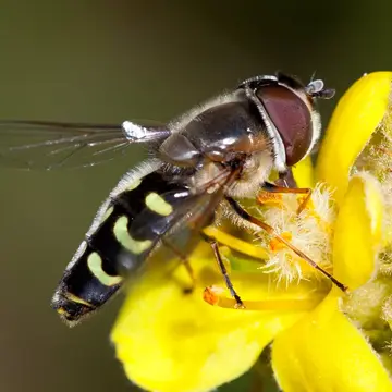 Scaeva selenitica (Meigen, 1822):304