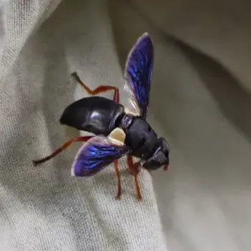 Senaspis dibapha (Walker, 1849):560
