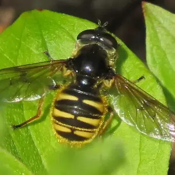 Sericomyia bifasciata Williston, 1887:154