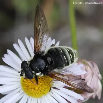 Sericomyia bifasciata Williston, 1887:154