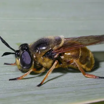 Callicera macquartii Rondani, 1844:66