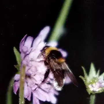 Sericomyia bombiformis (Fallén, 1810):25
