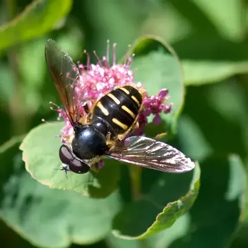Sericomyia chalcopyga Loew, 1863:12