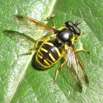 Sericomyia chrysotoxoides Macquart, 1842:79