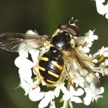 Sericomyia chrysotoxoides Macquart, 1842:79