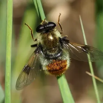 Sericomyia flagrans (Osten Sacken, 1875):54
