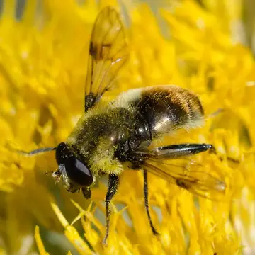 Sericomyia flagrans (Osten Sacken, 1875):54