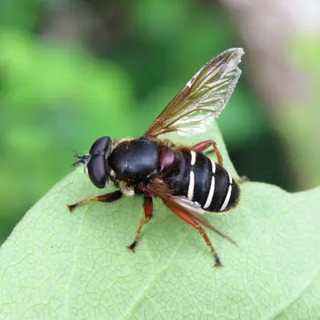 Sericomyia lappona (Linnaeus, 1758):591