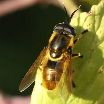 Callicera macquartii Rondani, 1844:66