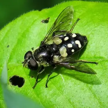 Sericomyia lata (Coquillett, 1907):75