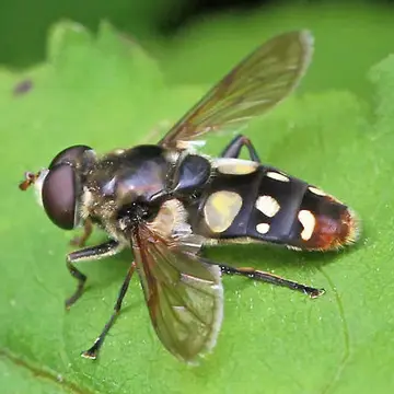 Sericomyia lata (Coquillett, 1907):75