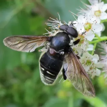 Sericomyia militaris Walker, 1849:595