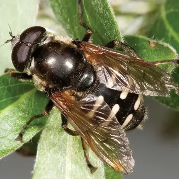 Sericomyia sexfasciata Walker, 1849:596