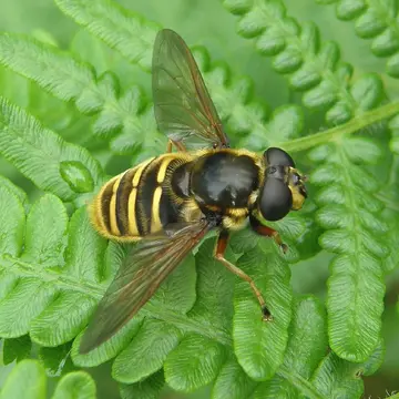 Sericomyia silentis (Harris, 1776):59