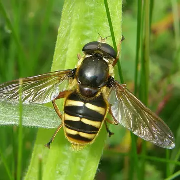 Sericomyia silentis (Harris, 1776):59