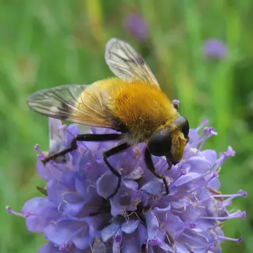 Sericomyia superbiens (Müller, 1776):178