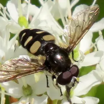 Sericomyia transversa (Osburn, 1926):51