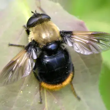 Sericomyia vockerothi Skevington, 2012:225