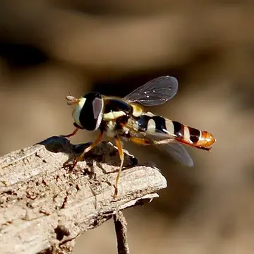 Ischiodon aegyptius (Wiedemann, 1830):133