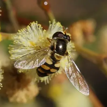 Simosyrphus grandicornis (Macquart, 1842):96
