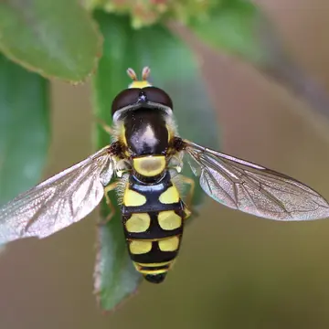 Simosyrphus grandicornis (Macquart, 1842):96