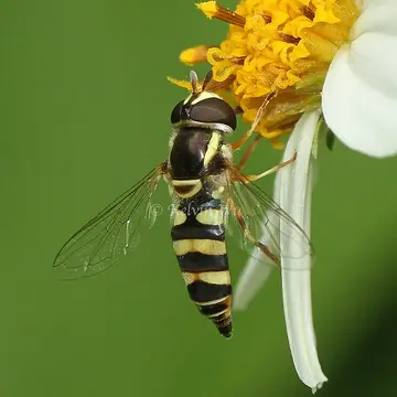 Ischiodon scutellaris (Fabricius, 1805):252
